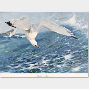 Silver Gull Posters and Art